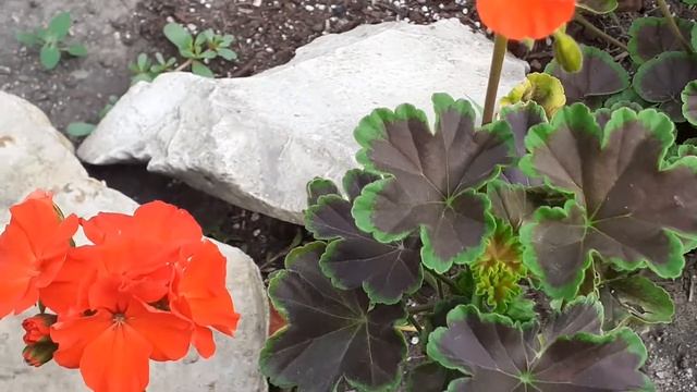 Pelargonium Geranium Black Velvet смотреть онлайн