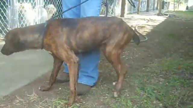 Brindle hound boy смотреть онлайн