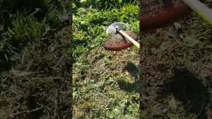 Stihl fs 55 не работает катушка зажигания.