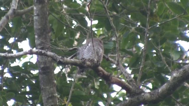 Jungle Owlet (Glaucidium Radiatum)