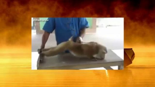 Лучшая подборка видео про животных, имитирующих людей 2014 NEW смотреть онлайн