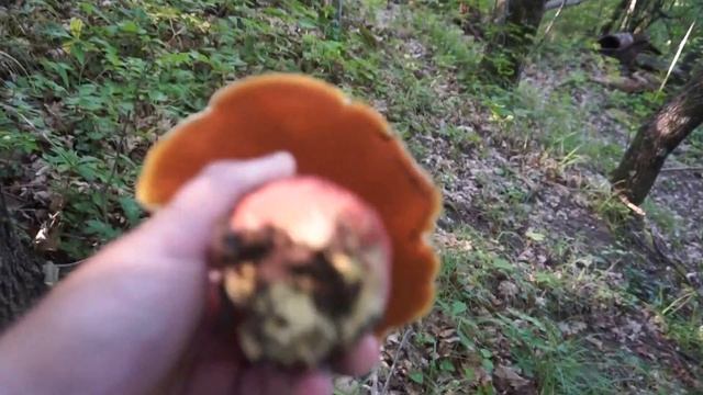 Шикарный запах поддубника (?) в Крыму смотреть онлайн