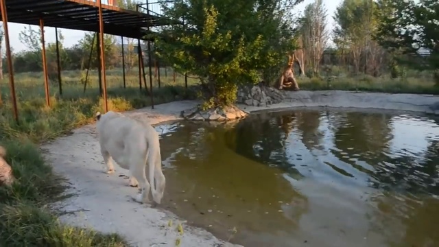 Как Герда спасала хозяина. How the lioness rescued her keeper смотреть онлайн