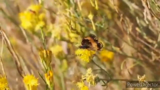 "Внутри тебя живёт Любовь...(Бабочке - щитовидной железы) / Юлия Протасова / ☀️Дыхание ? Любви? смотреть онлайн