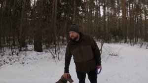 ВЕЙМАРАНЕР! Что необходимо знать и особенности воспитания!