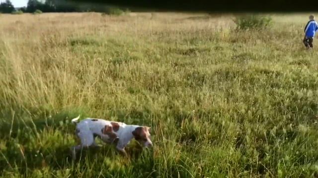 Охота на дупеля и бекаса смотреть онлайн