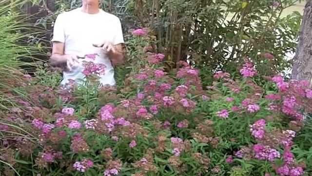 Spiraea Anthony Waterer About смотреть онлайн