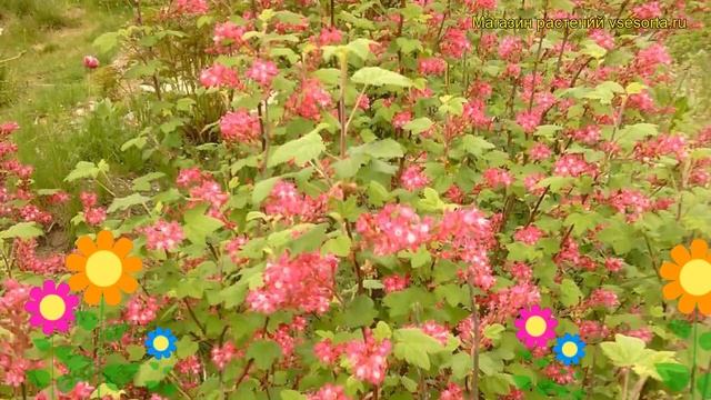 Смородина кроваво-красная Брайаню. Краткий обзор, описание характеристик ribes sanguineum Brianjou смотреть онлайн