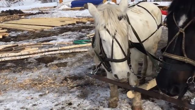 Русский Конь! смотреть онлайн