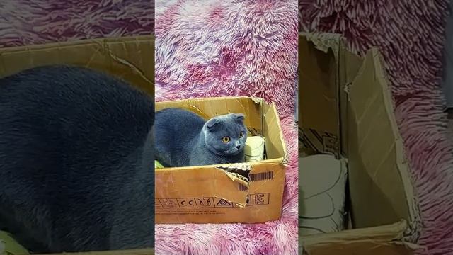 #Чому коти так сильно люблю коробку#Почему коты так сильно люблю коробку#частина 2#часть 2 смотреть онлайн