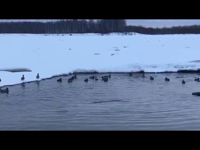 утки в Сыктывкаре смотреть онлайн
