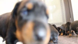 Щенки добермана 20 дней