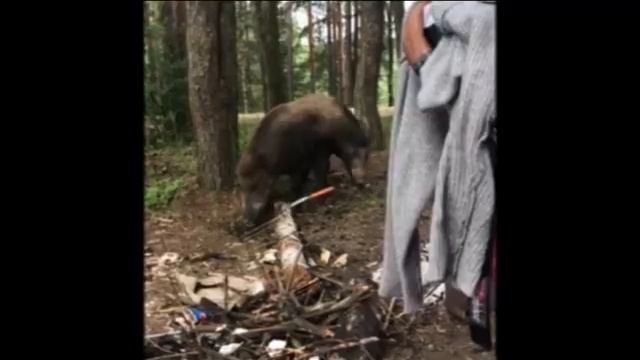 #лето2020 Нашествие кабанов в Подмосковье
