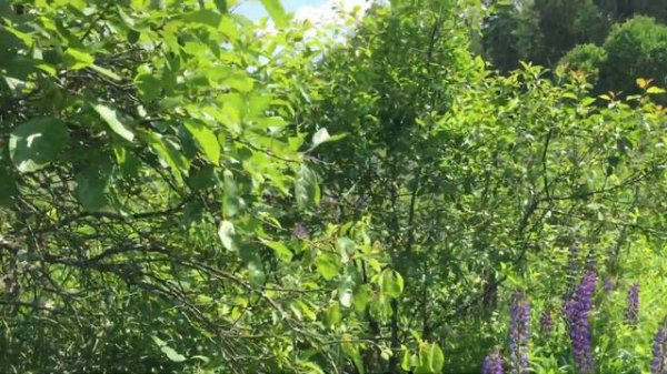 Обзор участок 4.3 сотки  в СНТ "Крона" (Черноголовка)