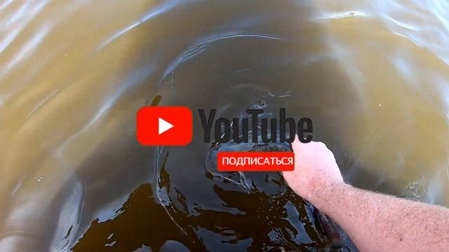 СОМ на РЕКЕ ПРИПЯТЬ | PAL2021 на ПРИПЯТИ | РЫБНАЯ УХА смотреть онлайн