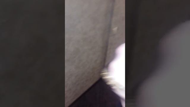 Ковровый питон смотреть онлайн