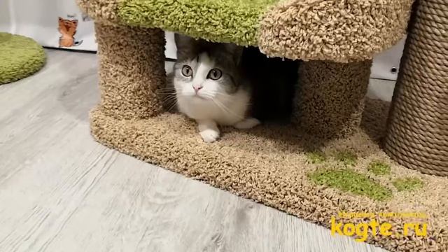 Когтеточка комплекс для кошки k-005 kogte.ru смотреть онлайн