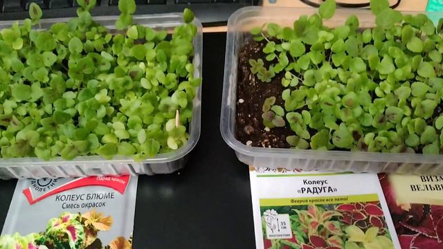 Колеусы из семян, пикировка. смотреть онлайн