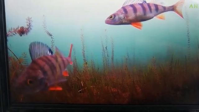 AHD 5' ка во всей красе, от пользователя Сергея, Свердловская обл., Богданович, 5 м глубина смотреть онлайн