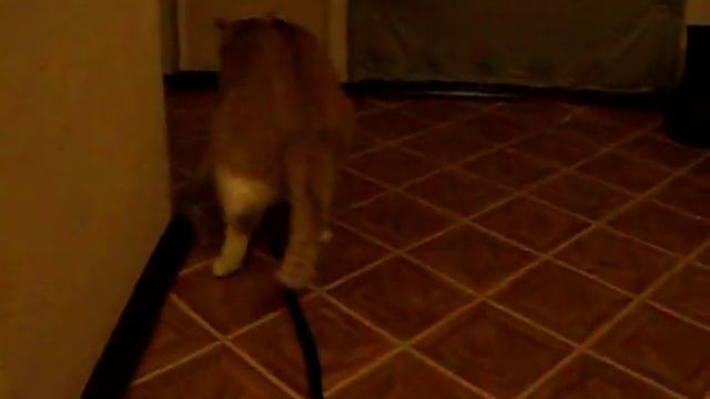 половой кот смотреть онлайн