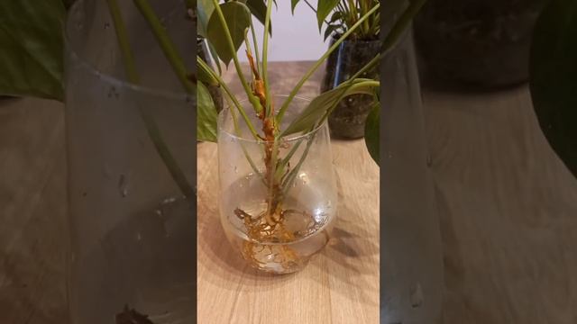 Как ОМОЛОДИТЬ Антуриум. Несколько способов. Укоренение антуриума после обрезки. смотреть онлайн