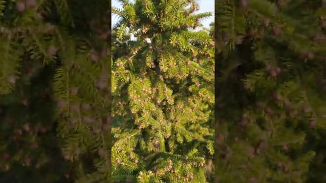 Дендрология!весеннее переопыление на ели обыкновенной в питомнике "Ясень" смотреть онлайн