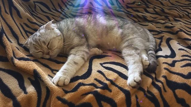 Сквозь сны с музыкой смотреть онлайн