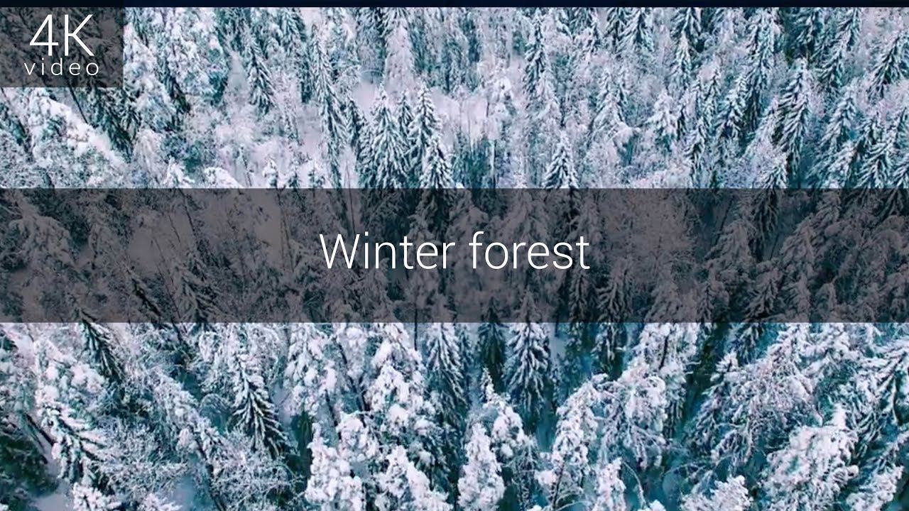 Winter forest смотреть онлайн