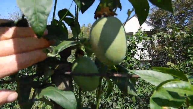 Как появилась "Маракуйя Северная". смотреть онлайн