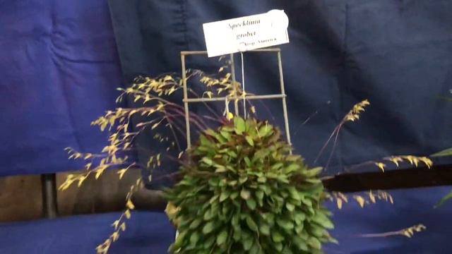 Природные или видовые орхидеи(Species orchids) выставка 2019 смотреть онлайн