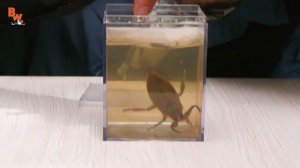 УКУС ГИГАНТСКОГО ВОДЯНОГО КЛОПА (Пальцекус белостома укусил в ногу) Brave Wilderness на русском