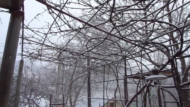 Виноград на зиму НЕ УКРЫВАТЬ. смотреть онлайн