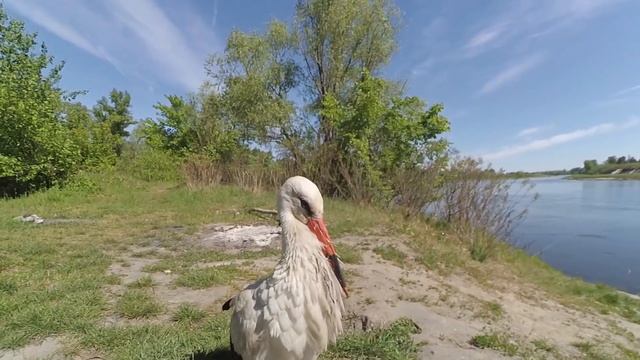 Интересный случай на рыбалке. Ручной аист. смотреть онлайн