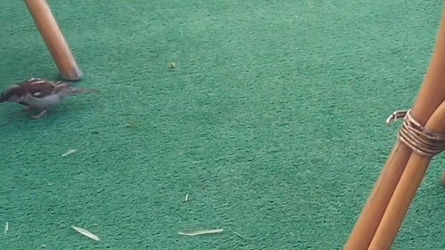 Воробей vs Саранча смотреть онлайн