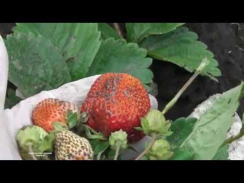 КАК СЕБЯ ЧУВСТВУЮТ ОТКАЗНИКИ ЗЕМЛЯНИКИ ИЗ "ЯСЛЕЙ" смотреть онлайн