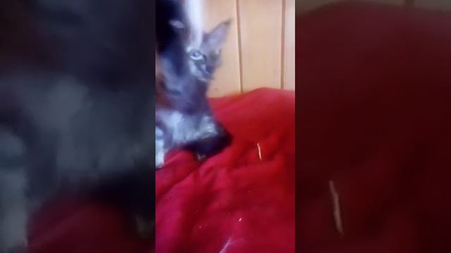 Чем делает Мейн-кун Жорик смотреть онлайн