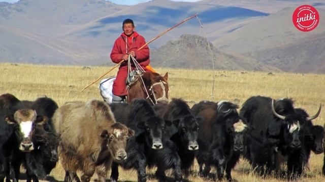 ПРЯЖА ПУХ ЯКА - какая она и почему стоит так дорого? смотреть онлайн