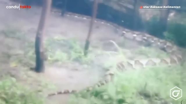 Mengerikan! Raja Ular Hutan Kalimantan Menampakkan Diri, Pria Ini Sampai Gemetaran Melihat Sosok In смотреть онлайн