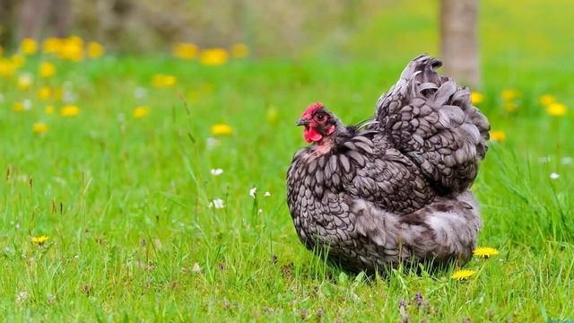 Chicken Dance Song | J.Geco - Chicken Song | Chicken Song | Chicken Dance Remix | Sound Effects