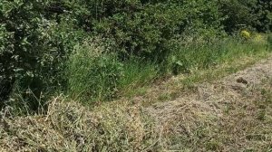 Заготовка сена. Самодельный подборщик сена к мотоблоку.