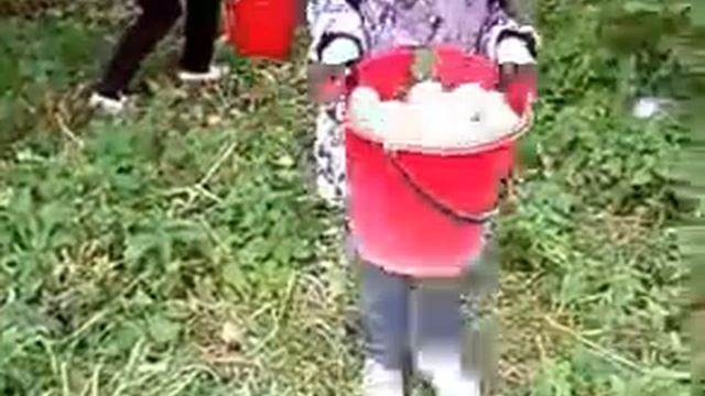 Яблоки "Антоновка" смотреть онлайн