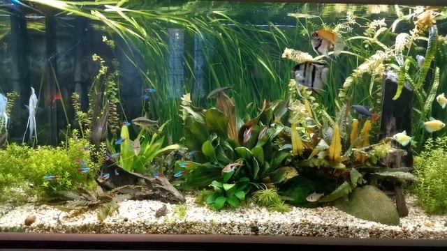 Аквариум biodesign 200л. с тумбой смотреть онлайн