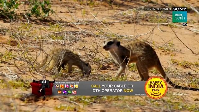 Drongo Bird - Cleverest Scam in the Animal World смотреть онлайн
