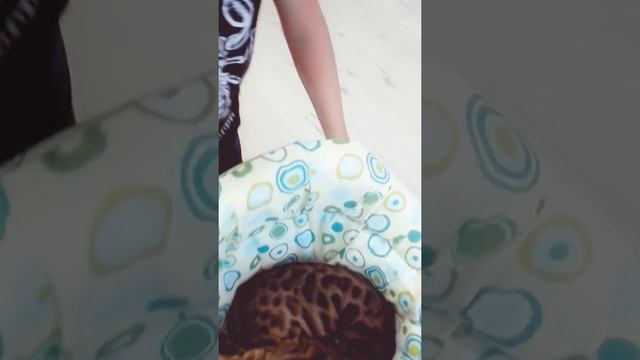 Бенгальский кот катается на ходунках