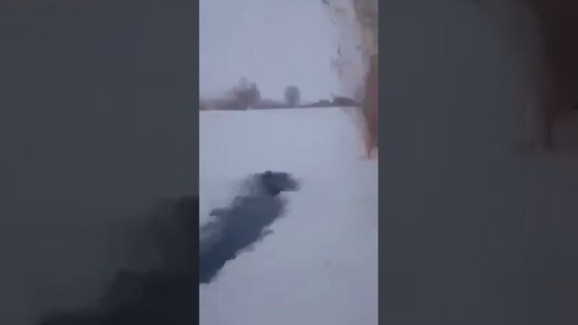 Спасение кабанов смотреть онлайн