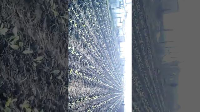 Высадка капусты Тиара в открытый грунт смотреть онлайн