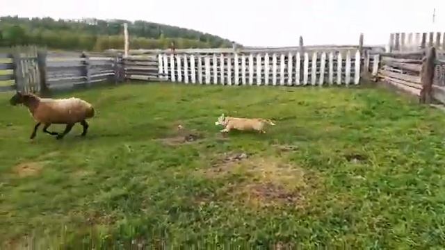 Пастушья служба. смотреть онлайн