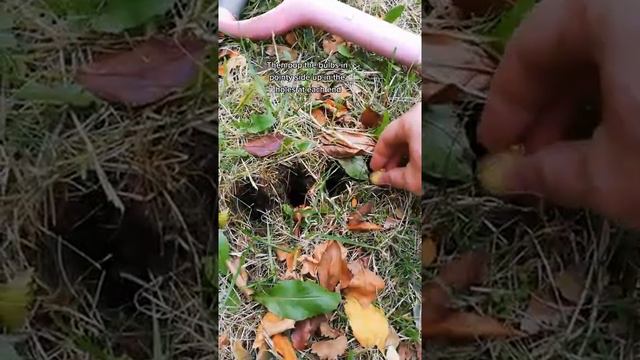 Planting Wood Hyacinth bulbs the easy way смотреть онлайн