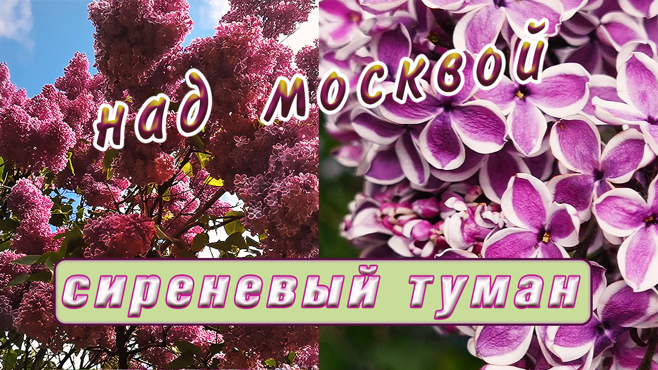 Сколько сортов сирени вы знаете? Сиреневый сад . смотреть онлайн
