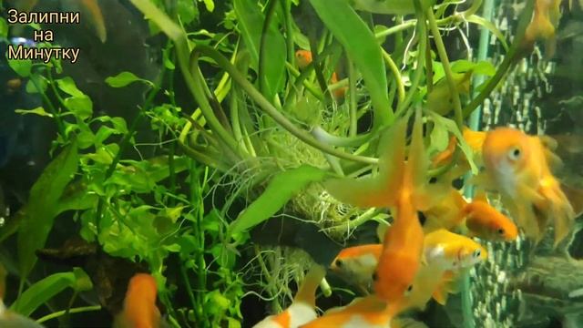 Самые Популярные Аквариумные Рыбки - Золотые Рыбки смотреть онлайн